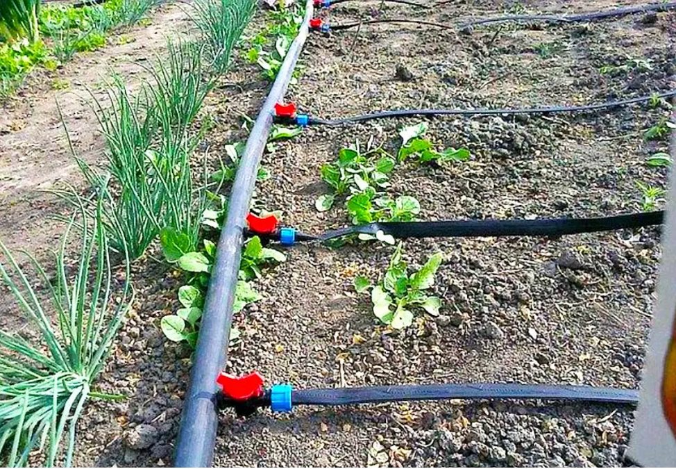 Организация правильного полива в теплице: какая вода нужна растениям Организация правильного полива в теплице: какая вода нужна растениям